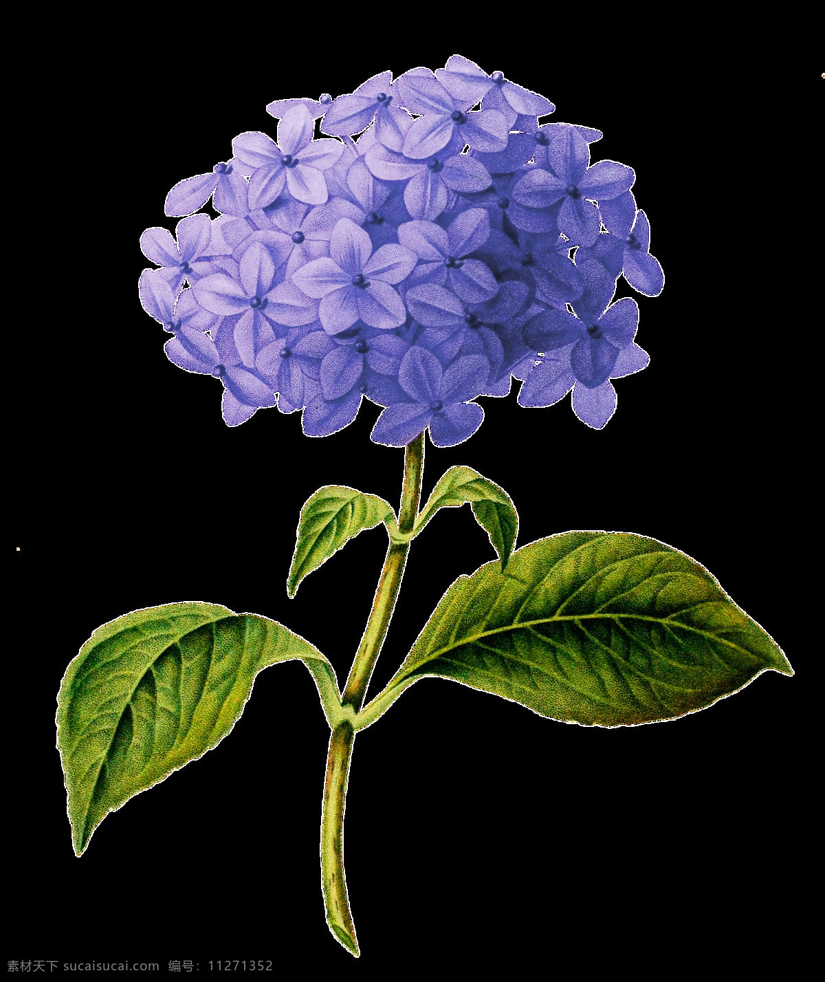 唯美 紫色 花卉 透明 免扣 抠图专用 装饰 设计素材 淘宝素材 海报设计装饰 装饰图案