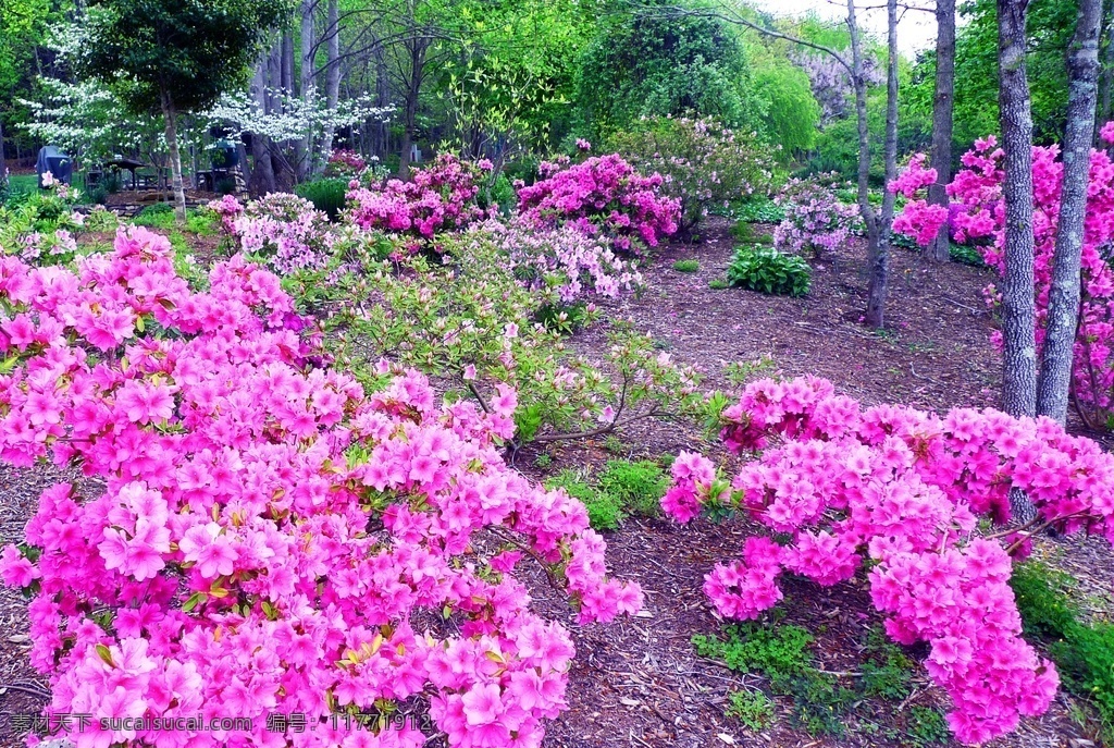 粉色杜鹃花 粉色 杜鹃花 山踯躅 山石榴 映山红 花卉 花儿 植物 园林绿化 绿化景观 花朵 花蕊 生物世界 花草