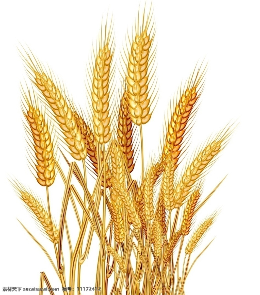 稻米 水稻 禾苗 小麦 麦 各类设计