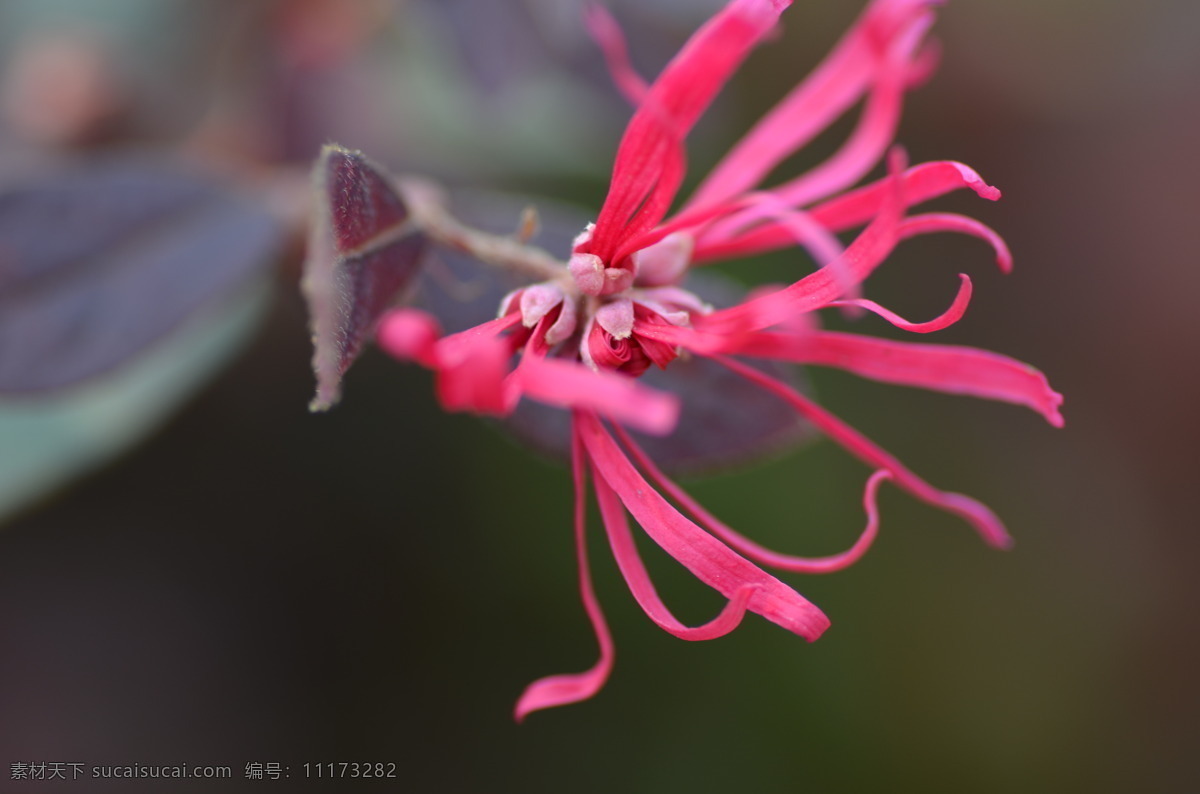 红花 红花檵木 花草 生物 微距摄影 红花继木 生物世界