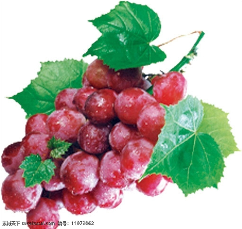 葡萄 水果 分层 实物 食物