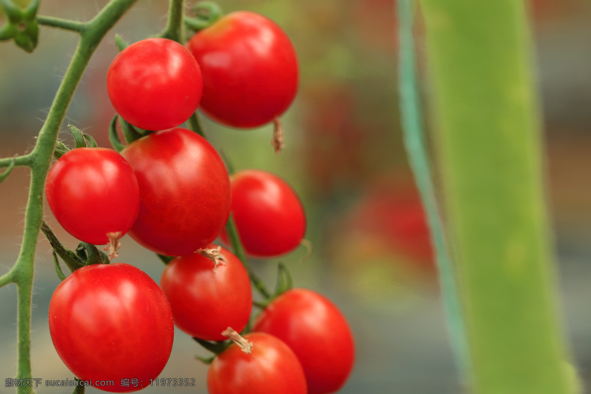 圣女果 水果番茄 小番茄 鲜果 有机水果 绿色水果 生物世界 水果