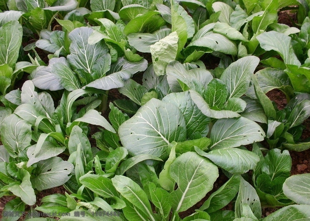 大白菜 菜田 白菜 青菜 种菜 蔬菜 生物世界