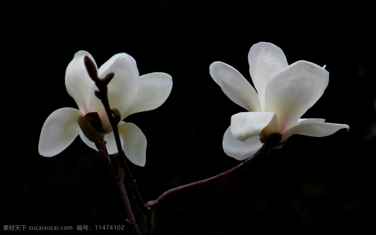 唯美 白玉 兰花 花朵 白色 百花 花束 花卉