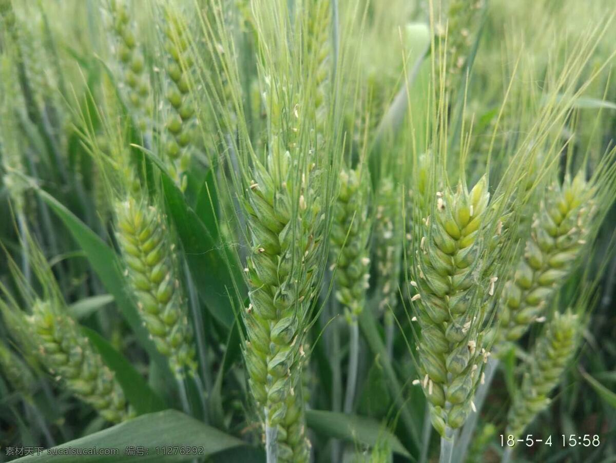 小麦 扬花期 蜡质层厚 穗大 株高低