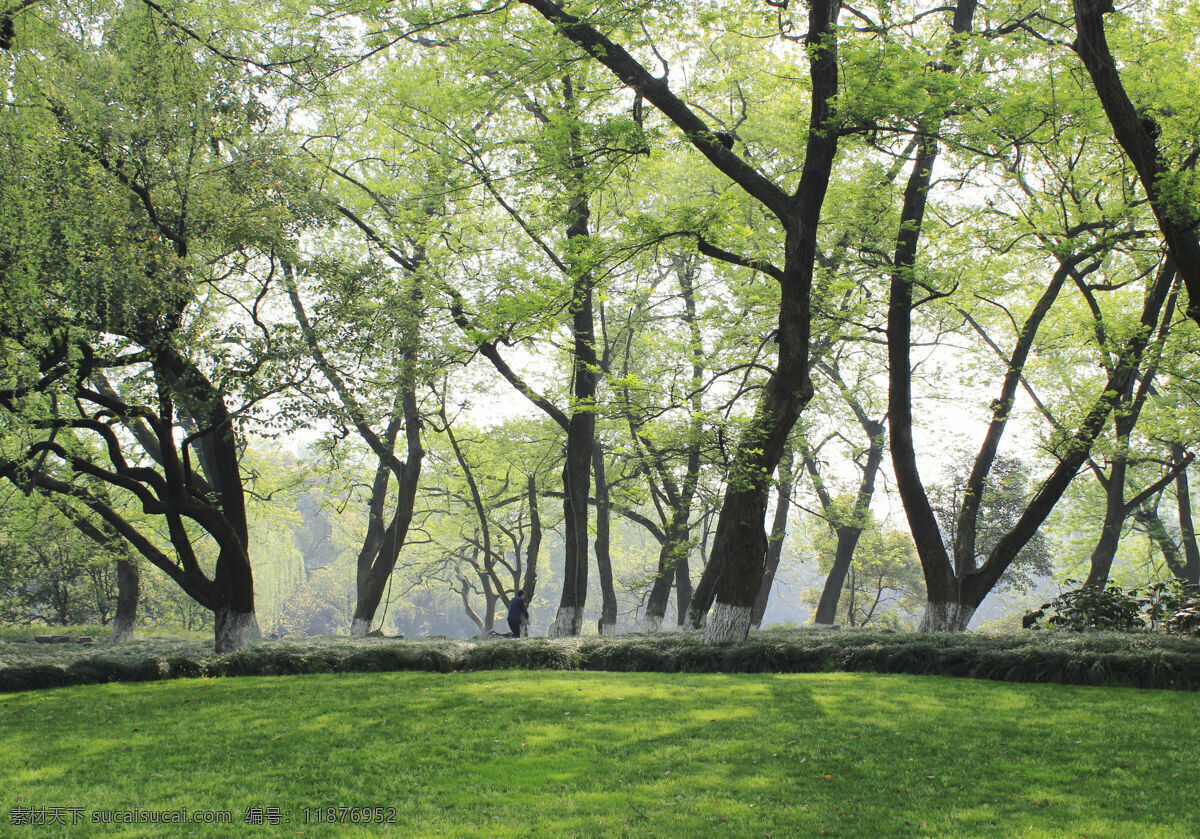 树林 春天摄影 自然风景 自然景观 原创作品 杭州太子湾 psd源文件