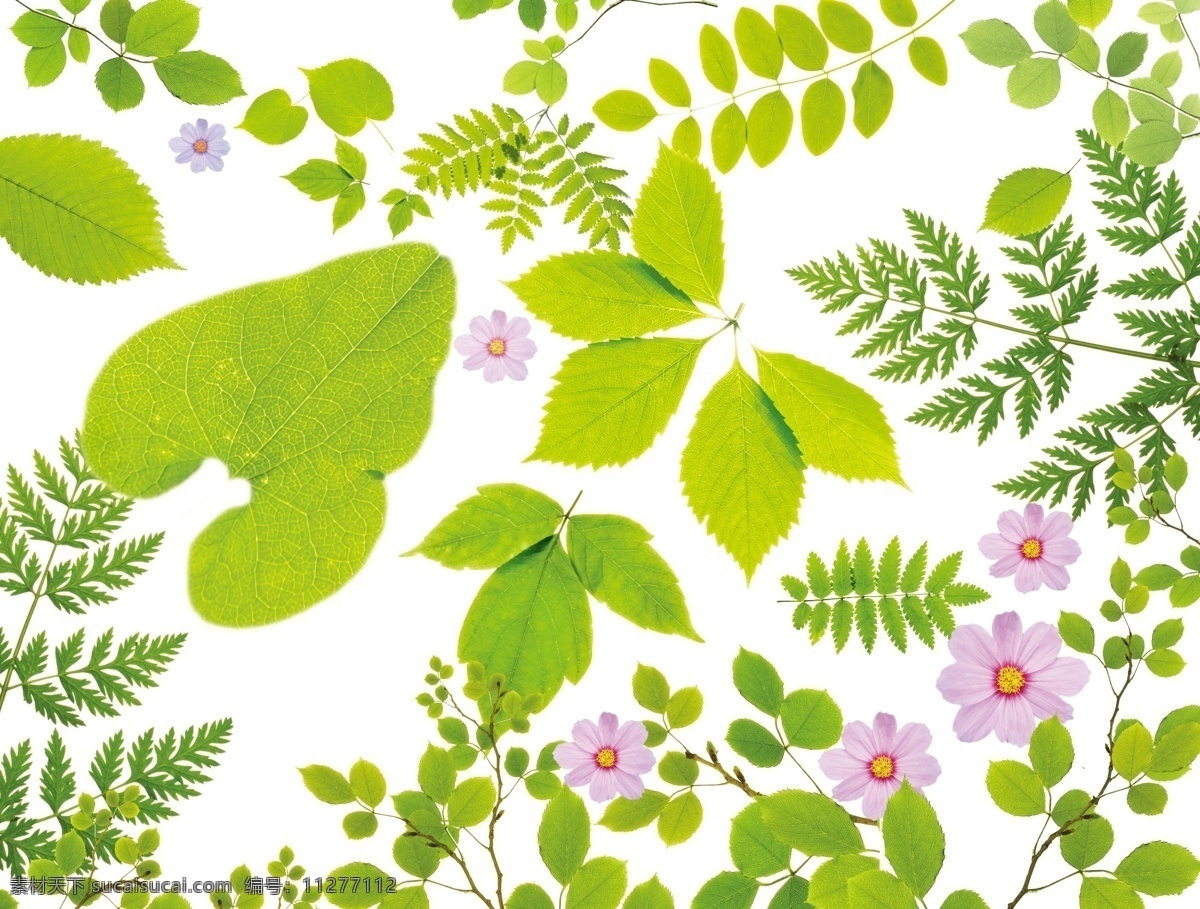 绿叶素材 鲜花素材 绿色植物 花卉绿色 环保 自然 健康 白色