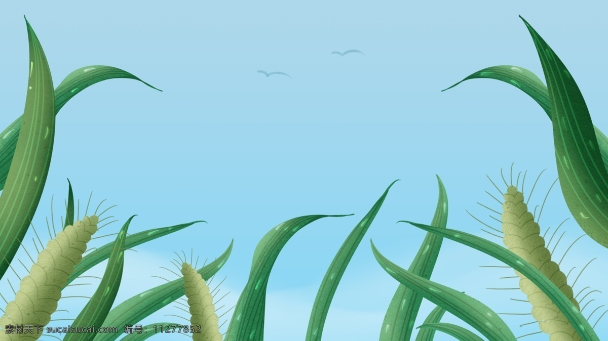 清新 饱满 麦穗 广告 背景 广告背景 简约 简单 蓝色 天空 植物 小草
