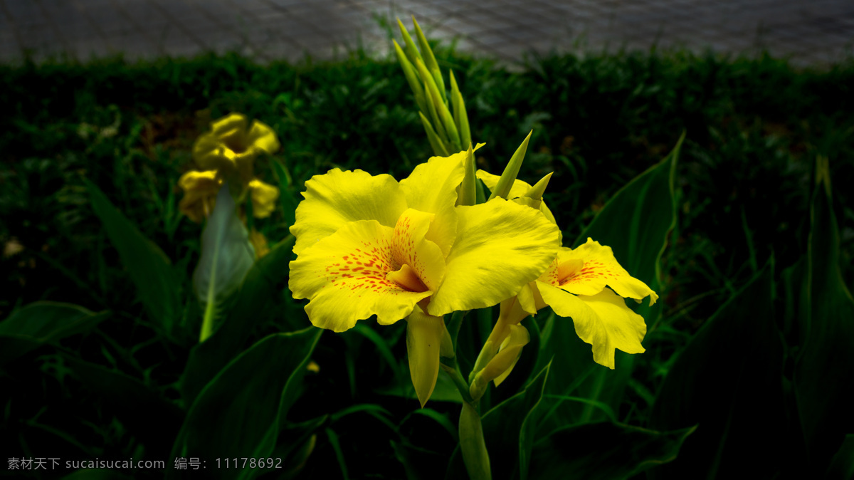 美人蕉 望城县 雷锋大道 百果园 花卉 观花 赏花 生物世界 花草