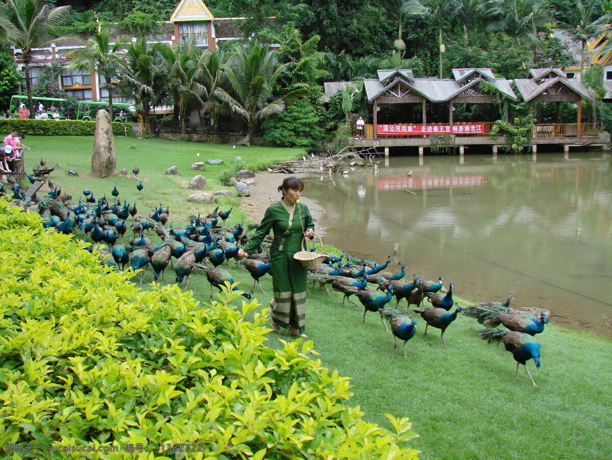 傣风 孔雀进食 西双版纳 碧水蓝天 风景如画 孔雀图片 热带雨林 孔雀之家 湄公河畔