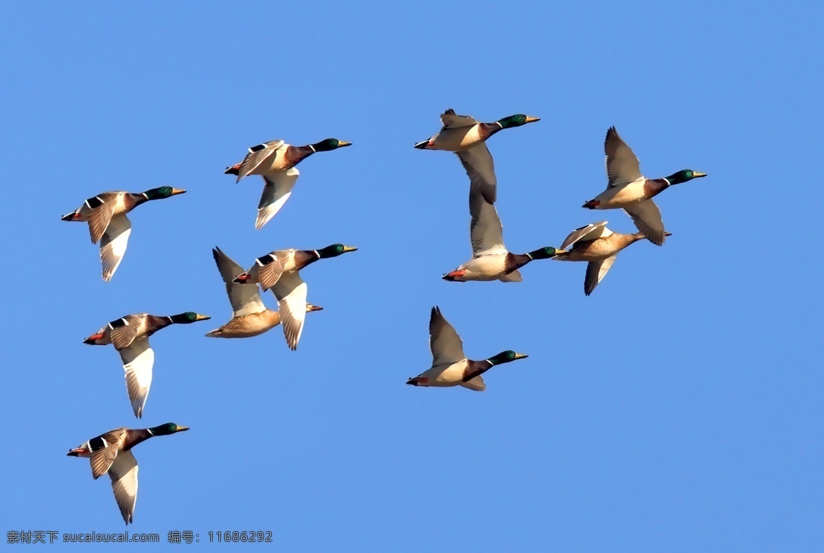 绿头鸭 北京野鸭湖 迁徙 鸟类 生物世界