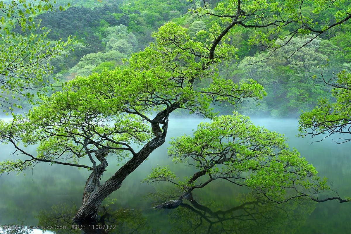 树免费下载 风景 山水风景 摄影图 树 植物 自然景观 水 家居装饰素材 山水风景画