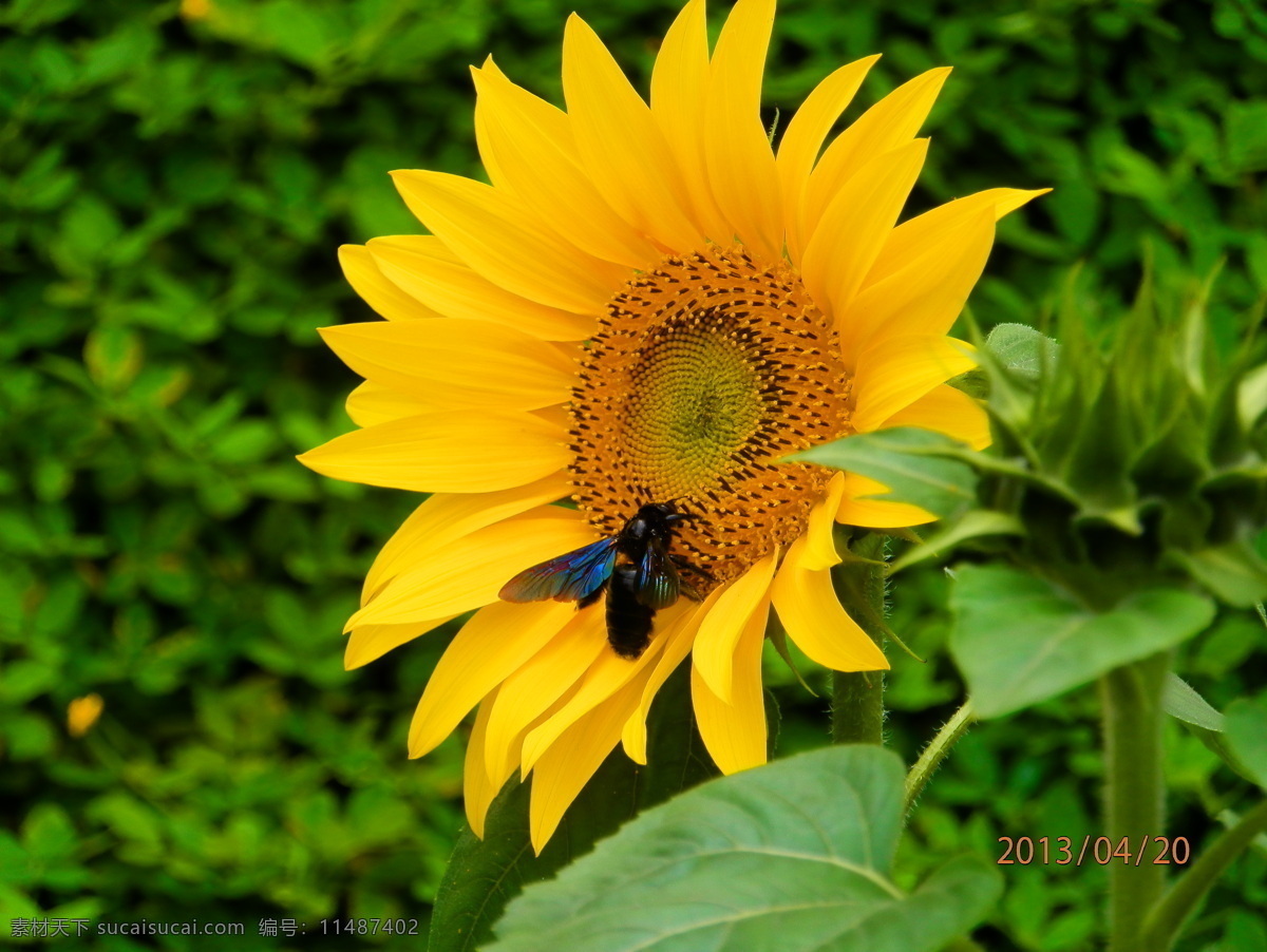 向日葵 苍蝇 花瓣 花草 黄色 墙纸 生物世界 家居装饰素材 壁纸墙画壁纸