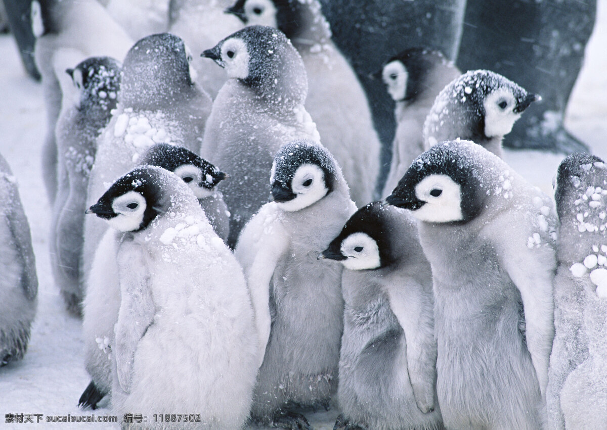 南极 企鹅 动物世界 生物世界 南极生物 水中生物 雪地