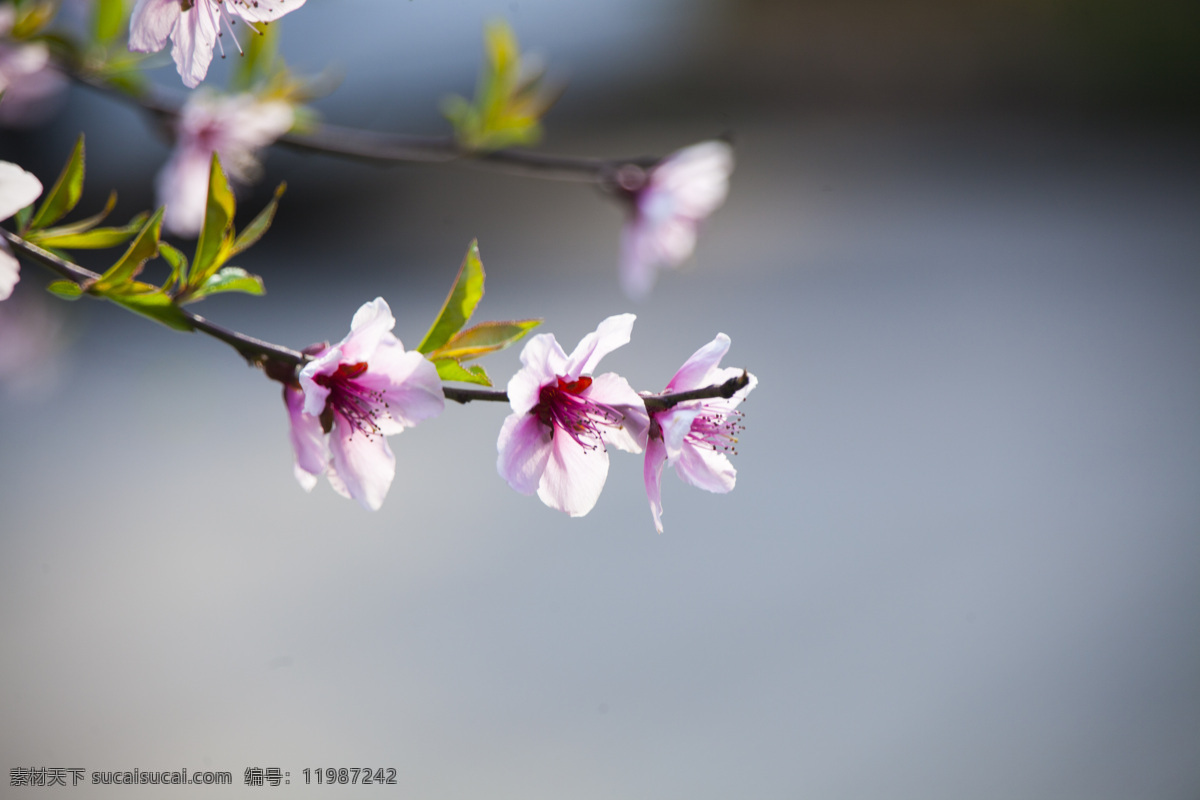 桃花 花 春季 春暖花开 绽放 梅花 白色 花瓣 公园 郊游 春游 生物世界 花草