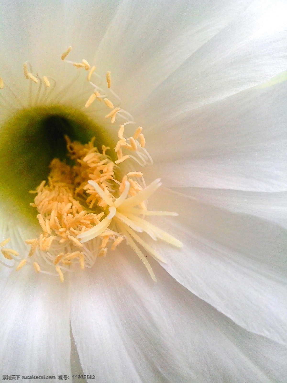 花朵图片 仙人球花 白色 鲜花 花蕊 微距 生物世界 花草