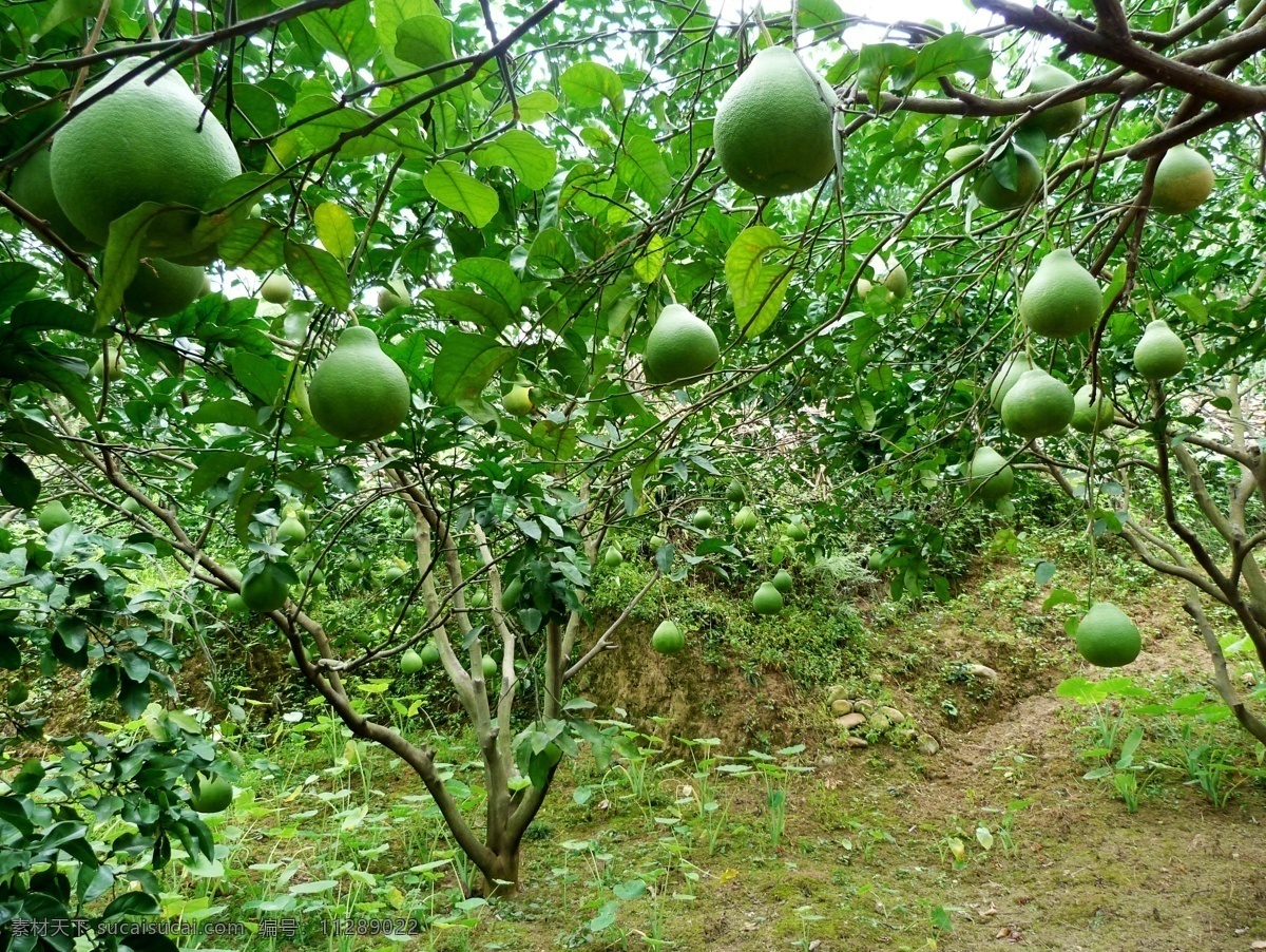 柚子树 柚子 果园 柚子园 风景 树木树叶 生物世界