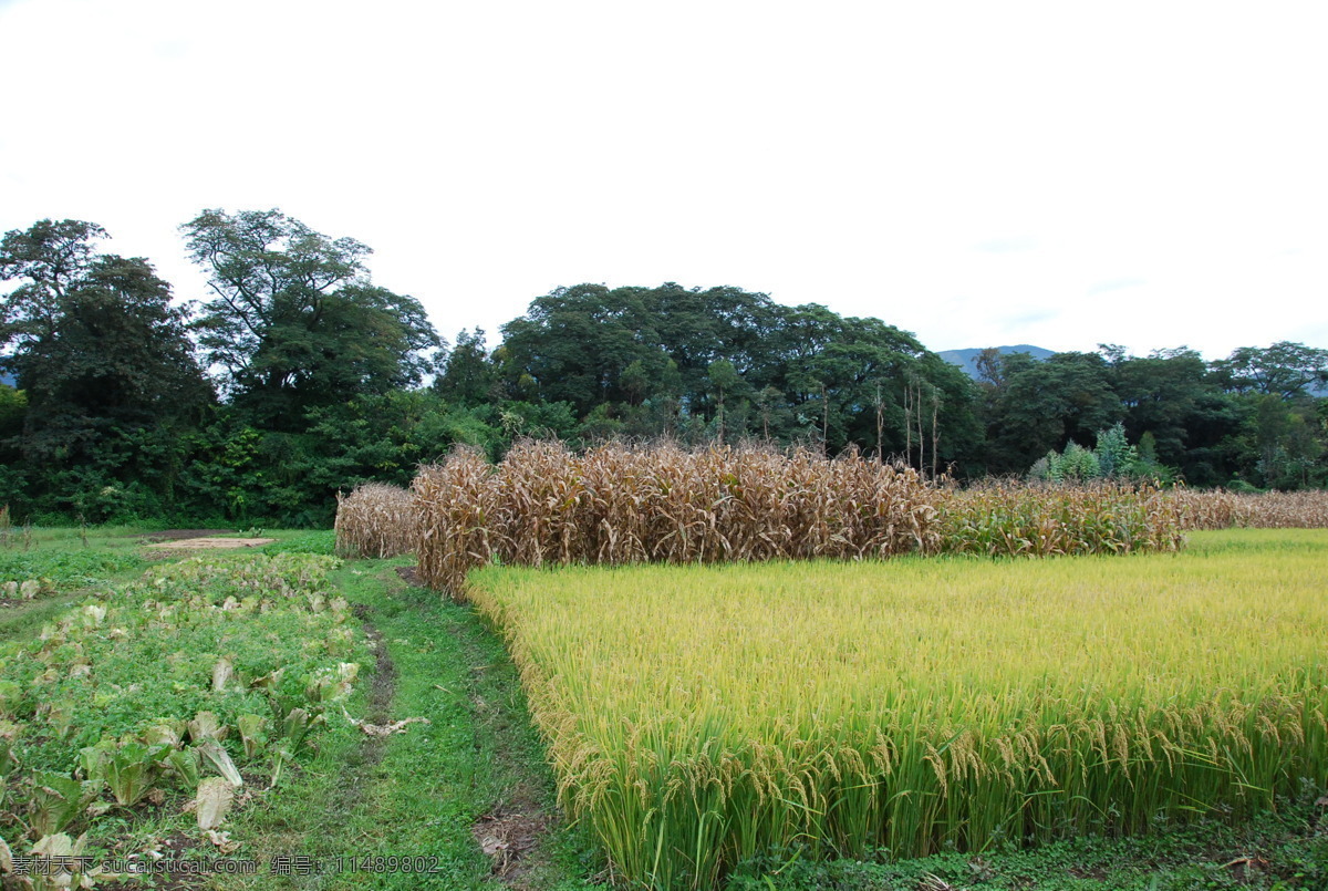 混合 农业 农村 蔬菜 水稻 田间 田园风光 玉米 混合农业 自然风光 自然景观 矢量图 日常生活