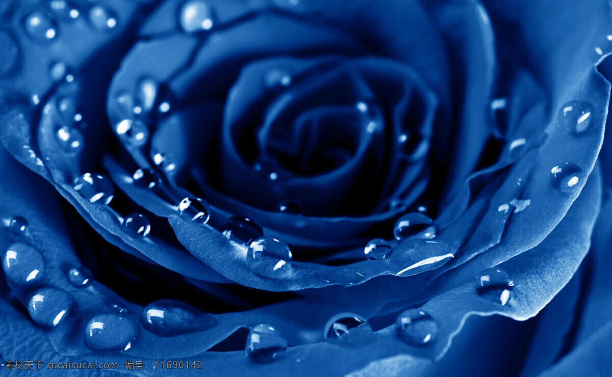 蓝玫瑰特写 玫瑰 鲜花 植物 水滴 水珠 露水 玫瑰特写 玫瑰花摄影 花草 生物世界
