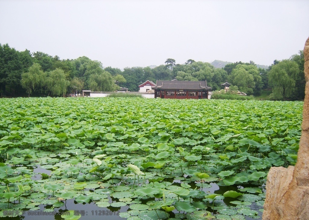 避暑山庄 水心 榭 荷叶 水心榭 荷塘 自然风光 风景名胜 自然风景 自然景观