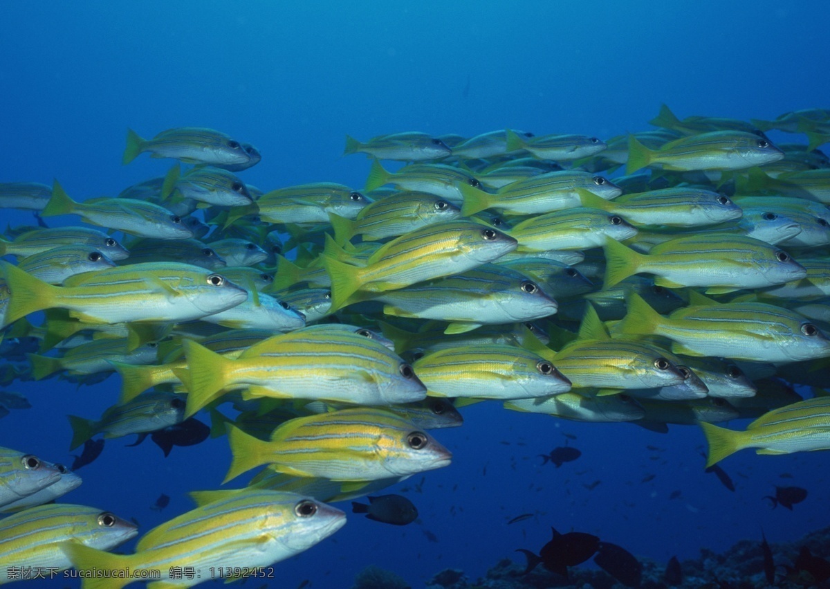 海洋生物 蓝色海洋 海底鱼类 海水 海底鱼群 珊瑚 海藻海草 海底摄影 海底世界 海底生物 海洋世界 海底奇观 图素动植物类 生物世界
