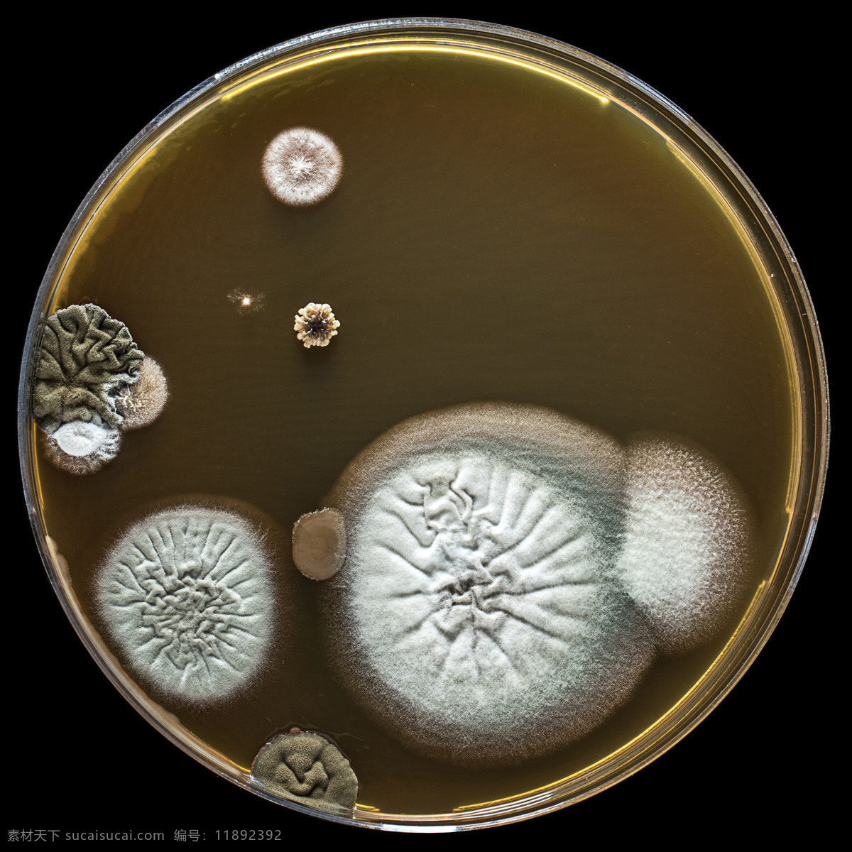 培养皿 里 细菌 病毒 病毒背景 病毒感染 病原体 微生物 医疗护理 现代科技