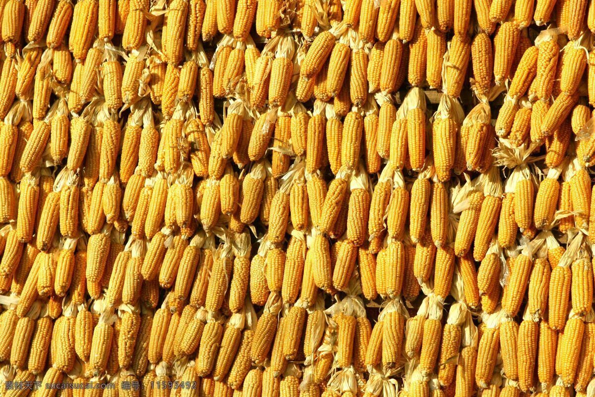 玉米 苞米 玉米晾晒 干玉米 老玉米 粮食丰收 生物世界 蔬菜