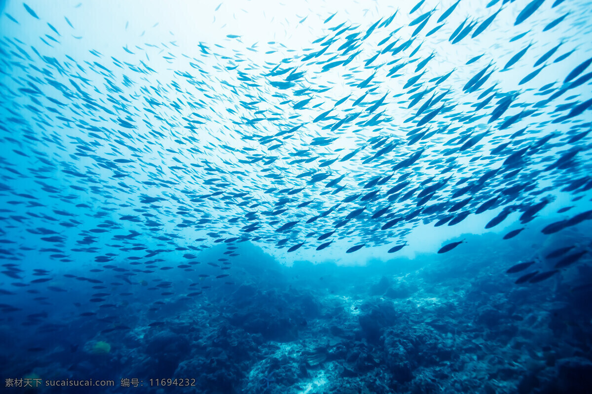 鱼群 深海鱼群 海洋 蓝色 大鱼群 生物世界 鱼类