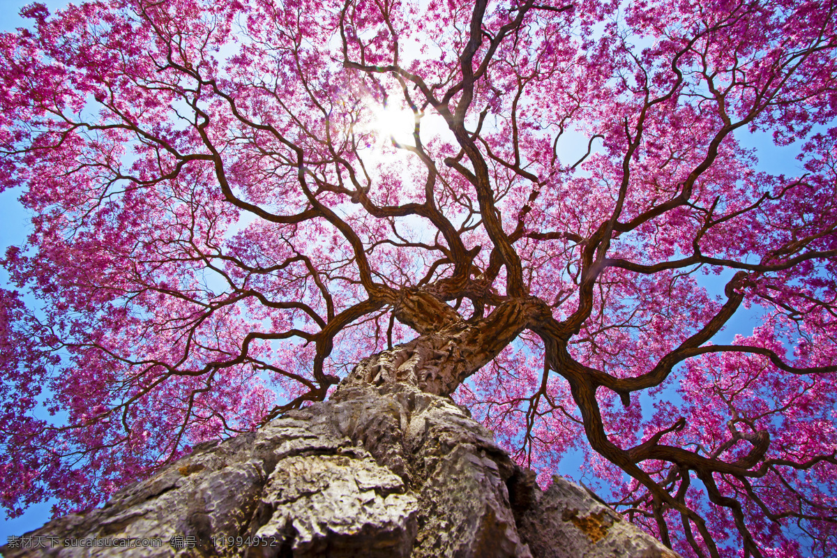 tree cay coi 紫色