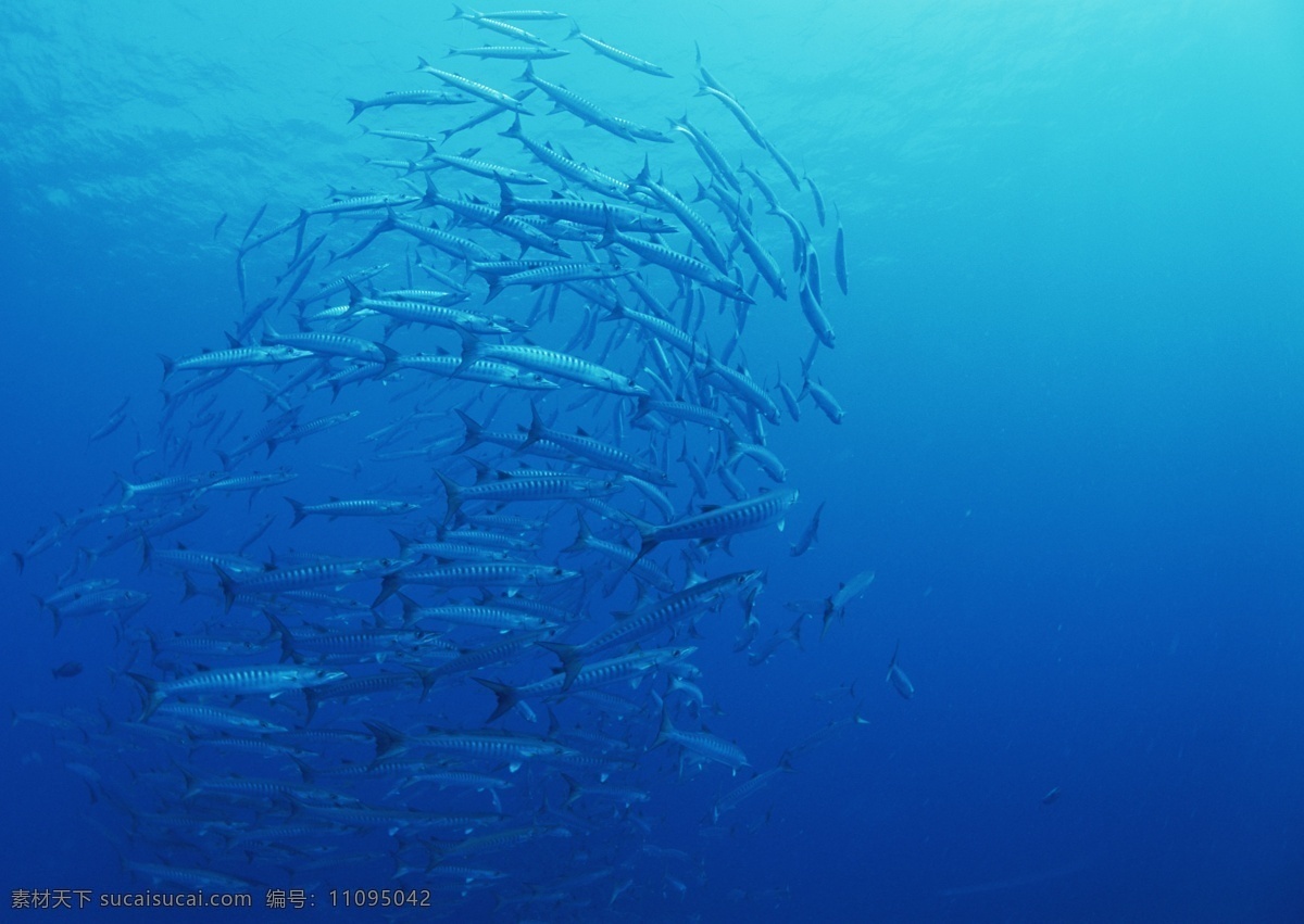 海洋 沙丁鱼 鱼类 图 海底世界 海洋生物 海洋鱼类 蓝色海洋 生物世界 鱼 鱼群 珊蝴礁石 原创设计 其他原创设计