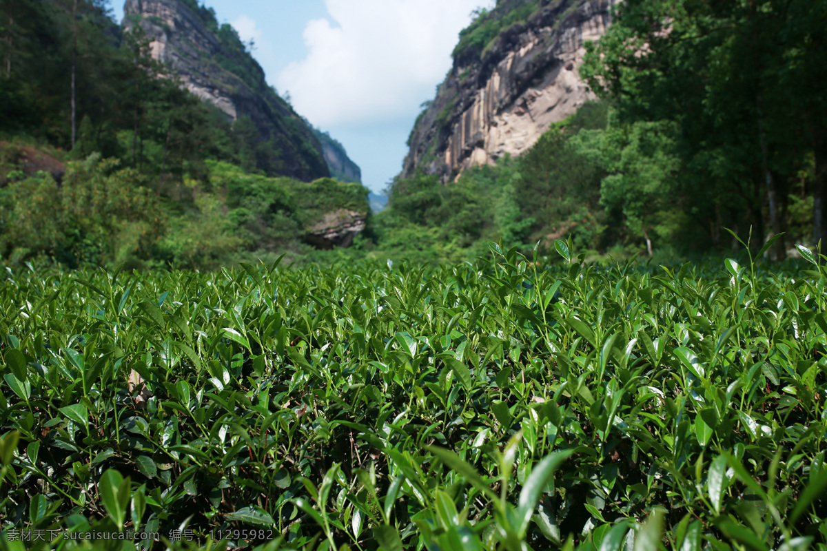武夷岩茶 岩茶 茶叶 茶 茶山 茶青 肉桂 自然景观 山水风景