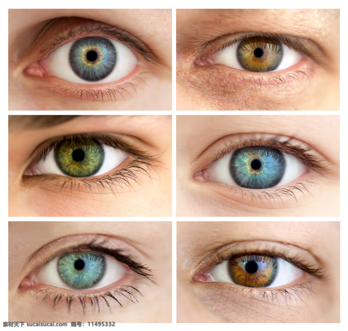 外国 女性 眼睛 眼睛特写 瞳孔 眼珠 眼球 女性眼睛 人体器官图 人物图片