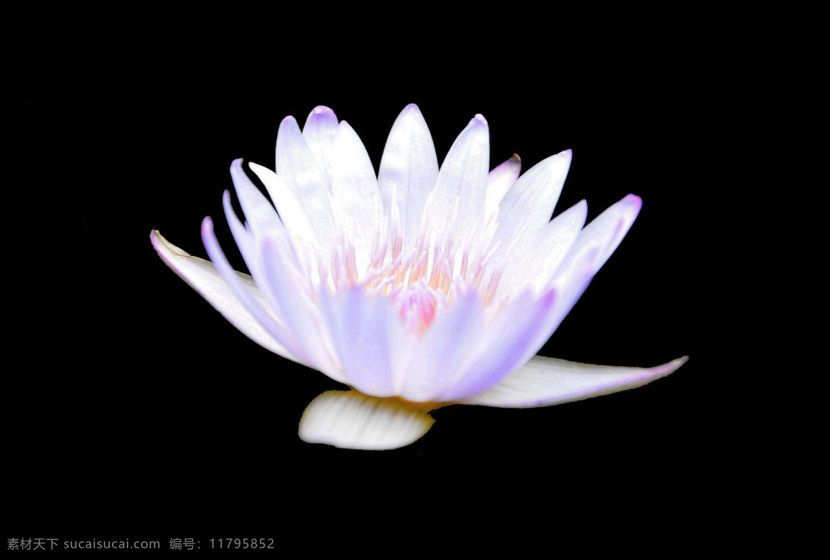 位图免费下载 服装图案 高清 花朵 位图 植物 写实花卉 面料图库 服装设计 图案花型