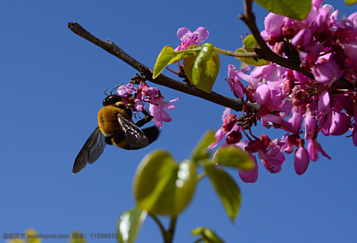 蜂 采 蜜 花朵 昆虫 蜜蜂 生物世界 蜂采蜜 紫滕花