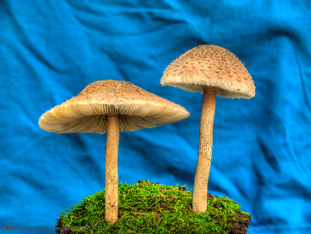 蘑菇 菌类植物 真菌 菌子 伞菌科 野生蘑菇 野生菌 蘑菇菌 菌类 植物 蘑菇素材 其他生物 生物世界