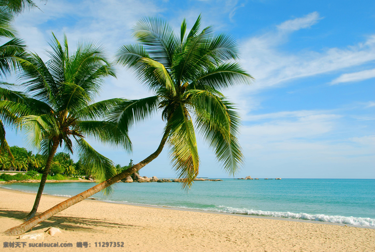 海边椰子树 海边 花海 海边休闲 海景 花 淘宝界面设计 底纹背景 旅游摄影 自然风景