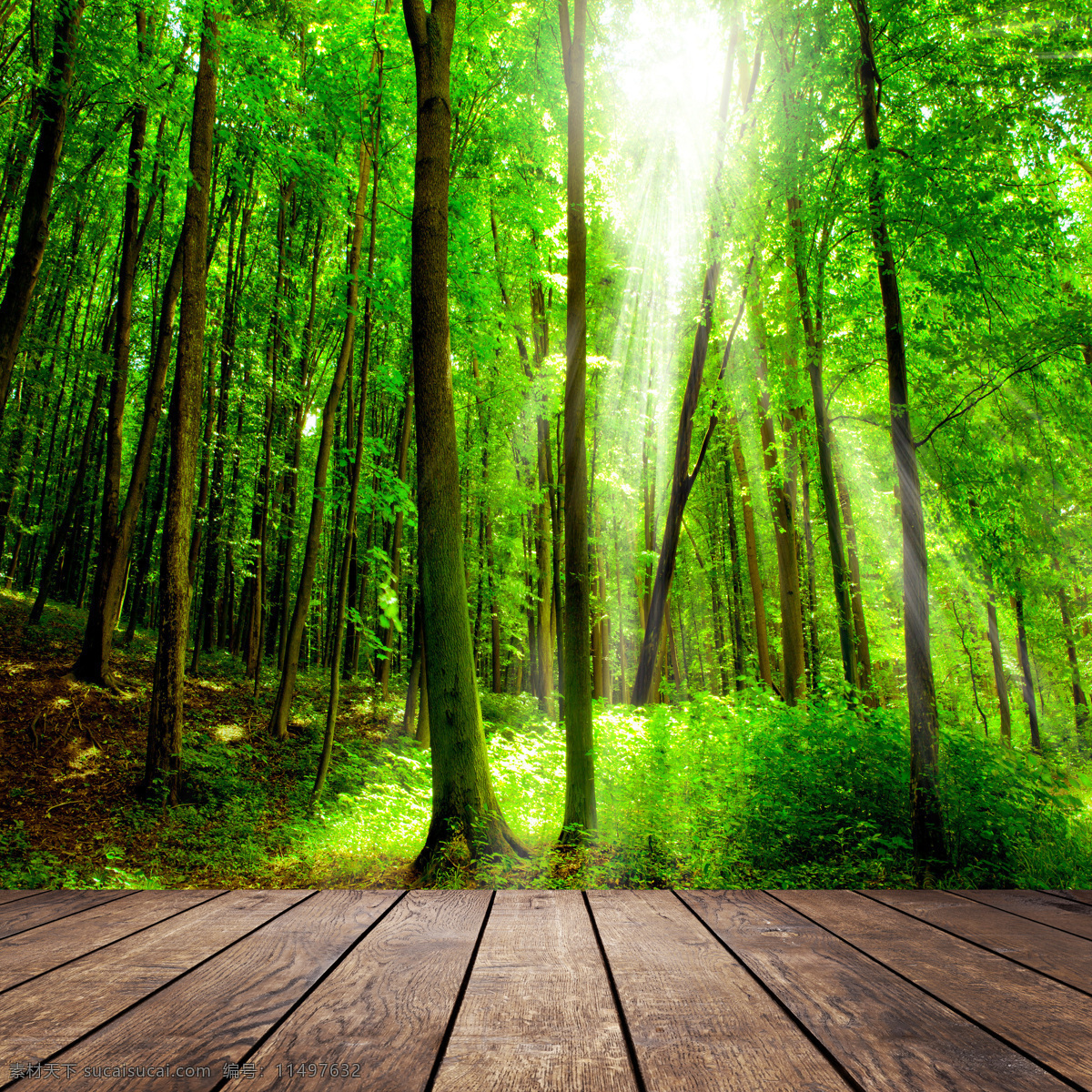 树林景色木板 地板广告 森林 树林 绿树 大树 春天 木板 景观 风景 景色 自然 绿色 家居 设计景观 自然风光 自然景观 木板图片
