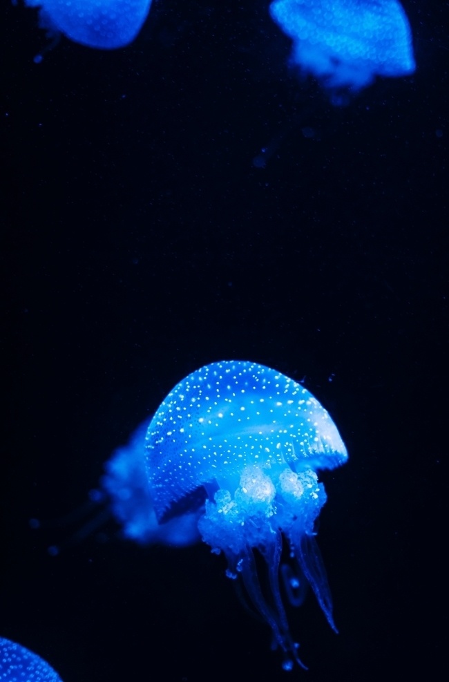 水母 软体 浮游 触须 彩色 水族 斑斓 海洋 动物 生物世界 海洋生物