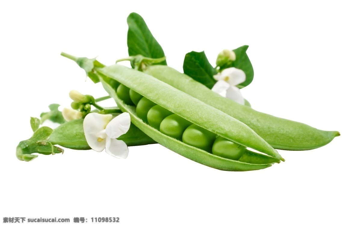 豌豆 荚 蔬菜 绿色 豌豆荚 绿色蔬菜 白色