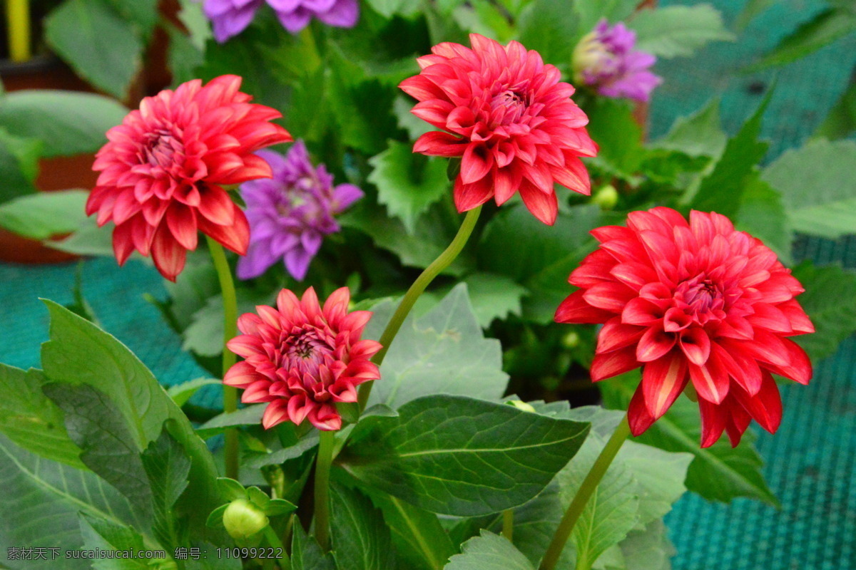 矮型大丽花 花坛大丽花 小轮大丽花 小丽菊 花卉 花朵 花瓣 草花 绿化景观 植物 花儿 花蕊 小丽花大丽花 生物世界 花草