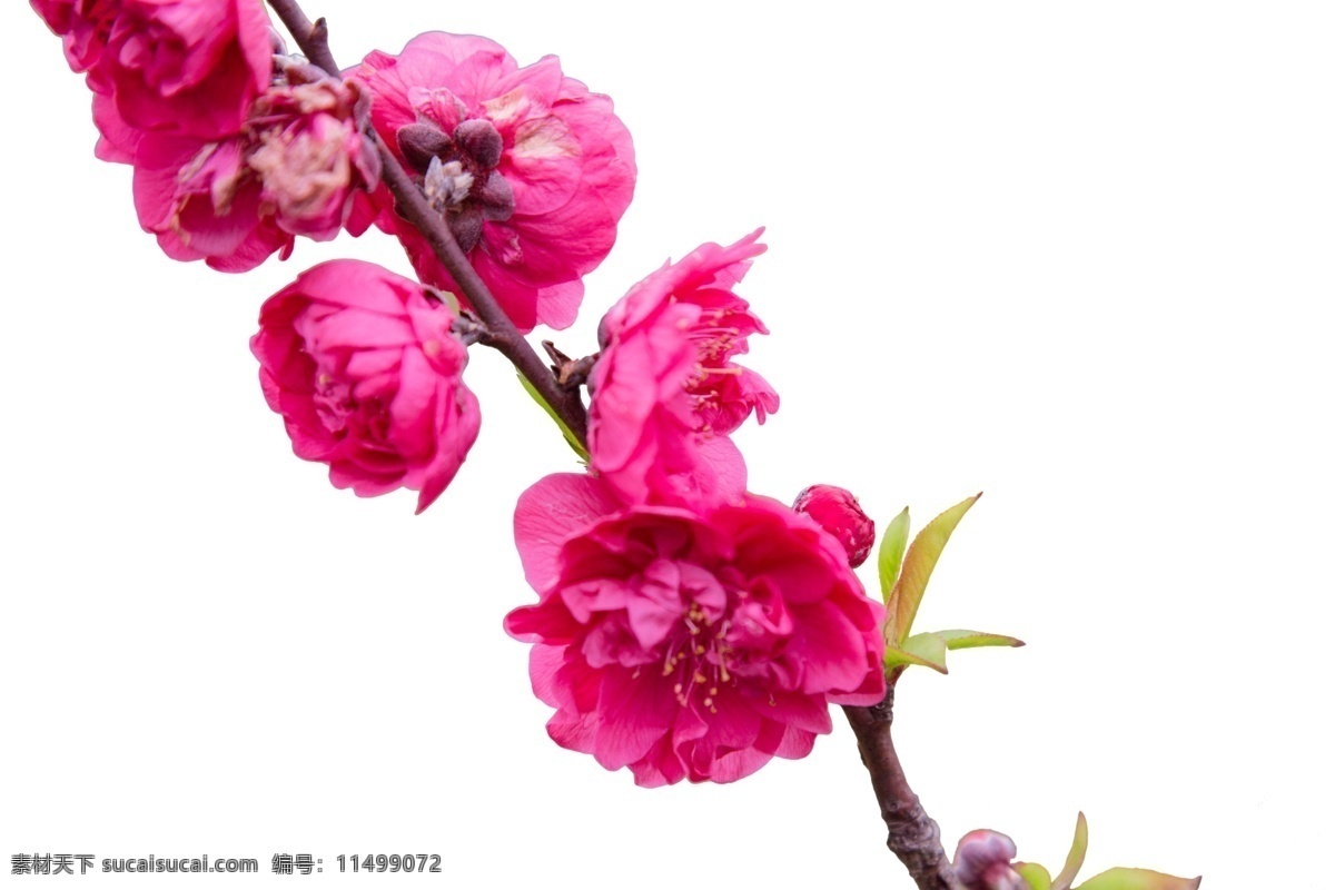 桃红色 腊梅 花 pn 粉嫩 鲜活 花枝 源于自然 大自然的花枝 自然 中 绽放 桃色