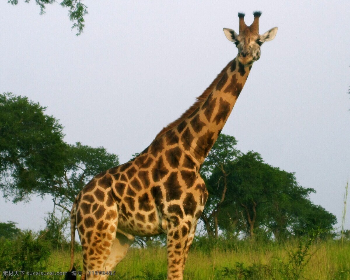 长颈鹿 长脖鹿 动物园 非洲食草动物 麒麟鹿 生物世界 野生动物