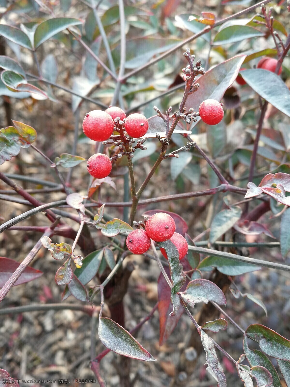 初冬红果 红果 冬季植物 果实 红红的果实 旅游摄影 自然风景