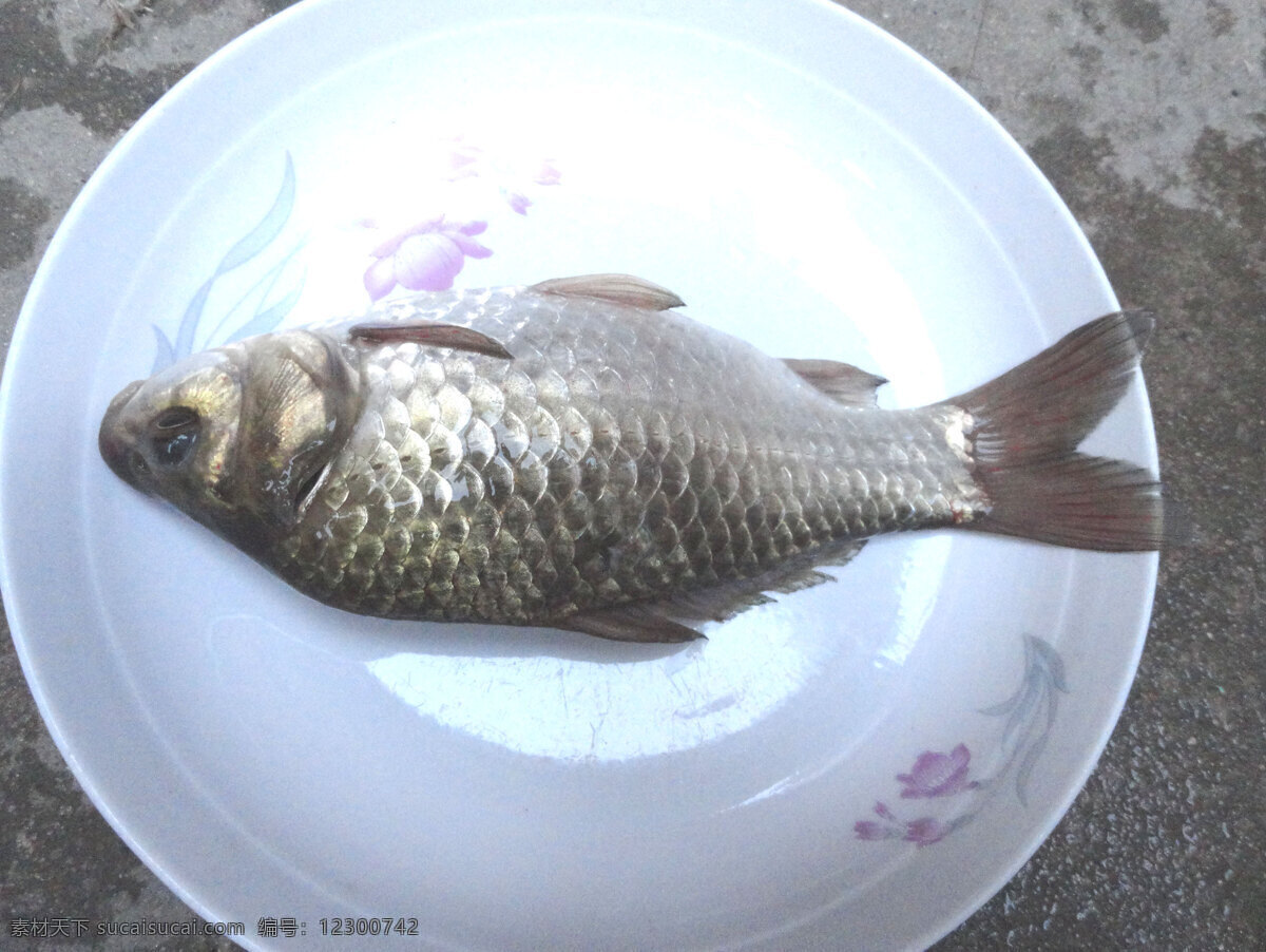 鲫鱼 生物世界 鱼类 鲋鱼 鲫瓜子 鲫皮子 肚米鱼 草鱼板子 喜头 巢鱼 鲫拐子