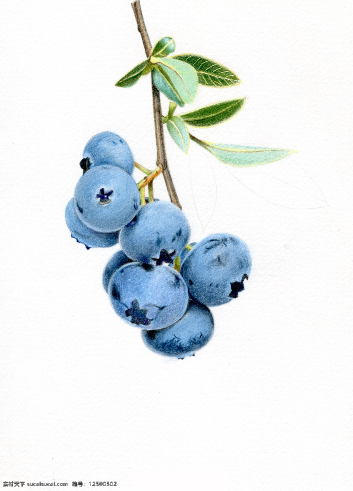 水果蓝莓绘画 蓝莓 国外 彩铅绘画 水彩 水果手绘 临摹 彩铅水果 手绘教程 水果插画 精美绘画 食物 彩色素描 文化艺术 绘画书法