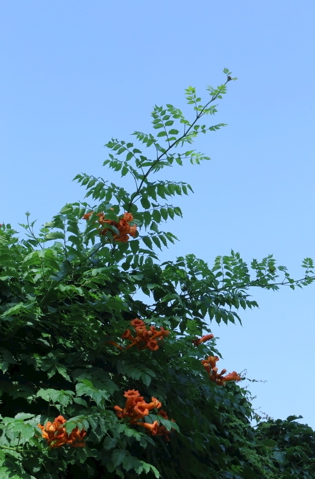 园林风景 紫葳 女藏花 凌霄 中国凌霄 凌苕 花儿 花朵 花骨朵 枝叶 藤蔓花卉 花卉 植物 花草 凌霄凌霄花 生物世界