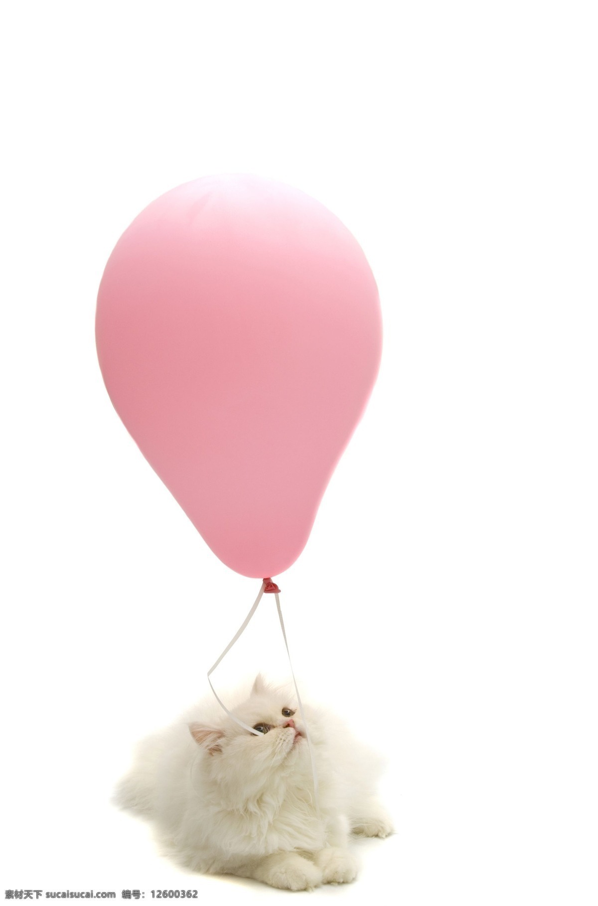 小猫 气球 动物 生物世界