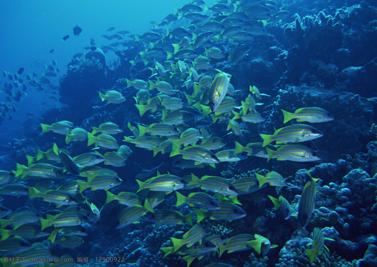 海洋生物 海底世界 海洋 礁石 生物世界 鱼 鱼类 珊蝴礁石 珊蝴 海底景色