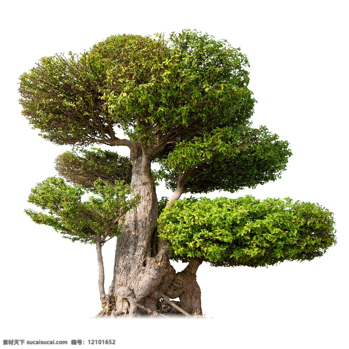 树木 景观设计 树枝 小区配图 绿化配景 植物 树 花草 配景 园林配景 绿芽 树叶 叶子 自然 大自然 叶脉 唯美 清新 淡雅 树木大全 春天 嫩芽 发芽 园林绿化 绿化带配图 植物花卉 生物世界 树木树叶
