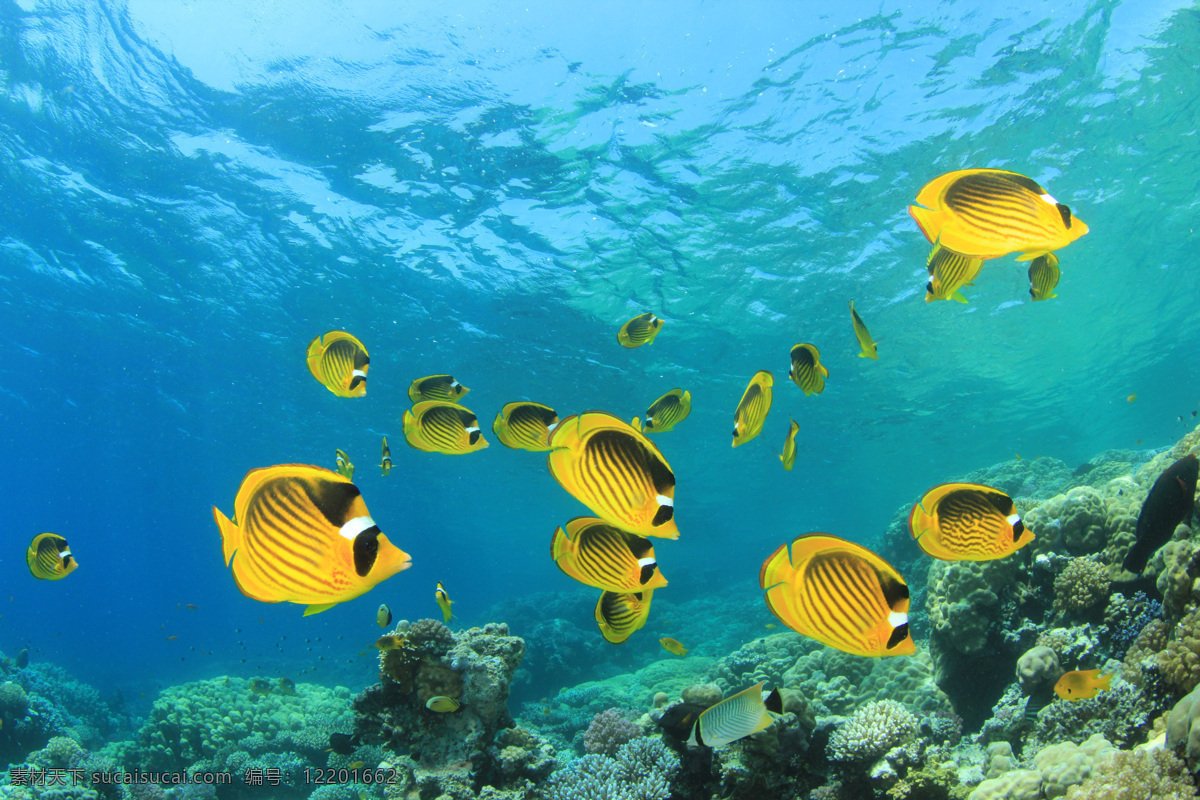 海底鱼群摄影 鱼群 海水 海鱼 海底世界 海洋生物 海洋动物 鱼类动物 水中生物 生物世界 青色 天蓝色